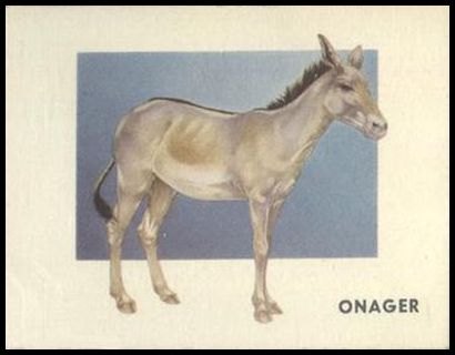 51TAW 146 Onager.jpg